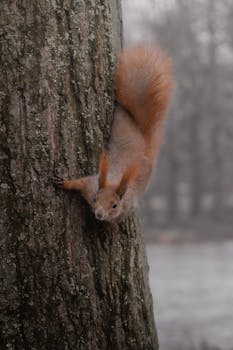 A red squirrel clings to a tree trunk in a foggy forest setting, showcasing its fluffy tail.