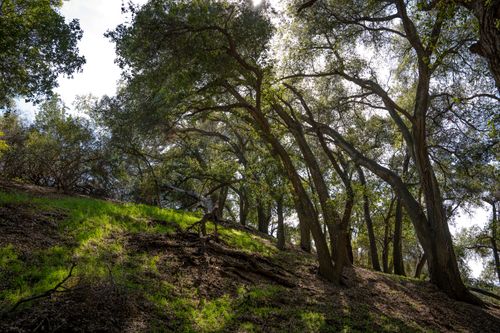Free Peaceful oak tree landscape capturing sunlight and shadows in Yucaipa, California. Stock Photo