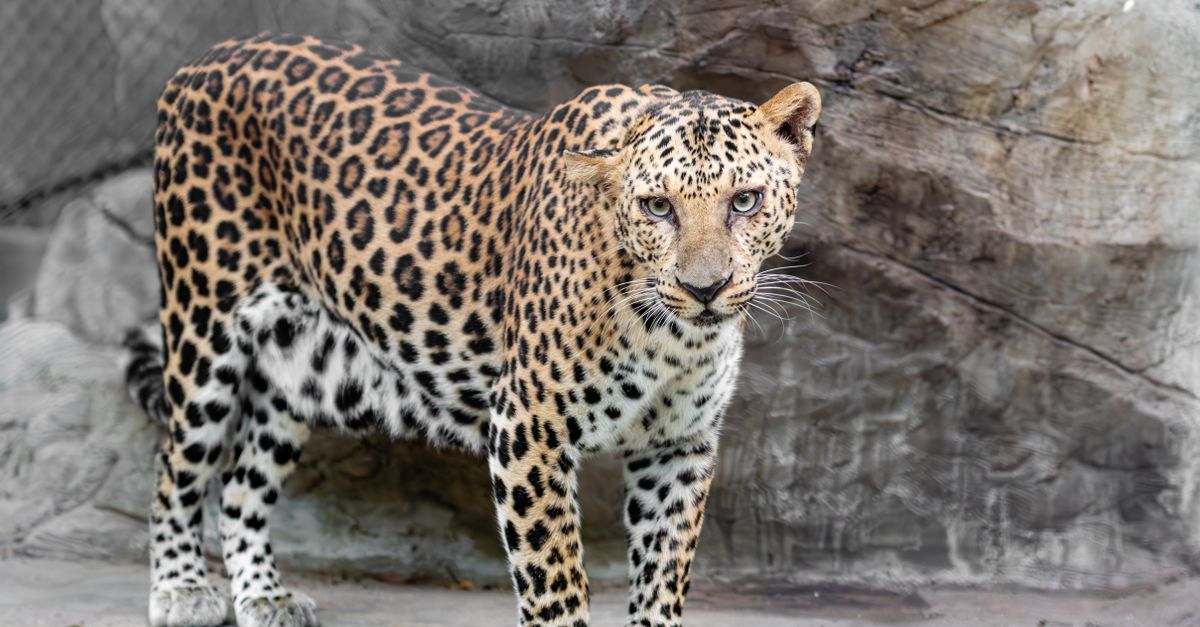 Leopard Spot Rocks Majestic Leopard in a Natural Rock Habitat · Free Stock Photo