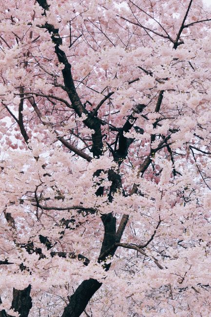 Stunning view of cherry blossoms in full bloom at Central Park, NYC.