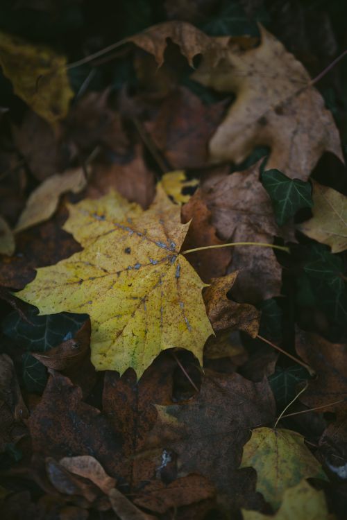 Free Close-up of a vibrant yellow maple leaf amidst brown autumn foliage. Stock Photo