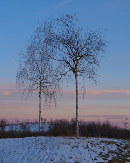 Free Peaceful winter scene with two bare trees against a colorful twilight sky. Stock Photo