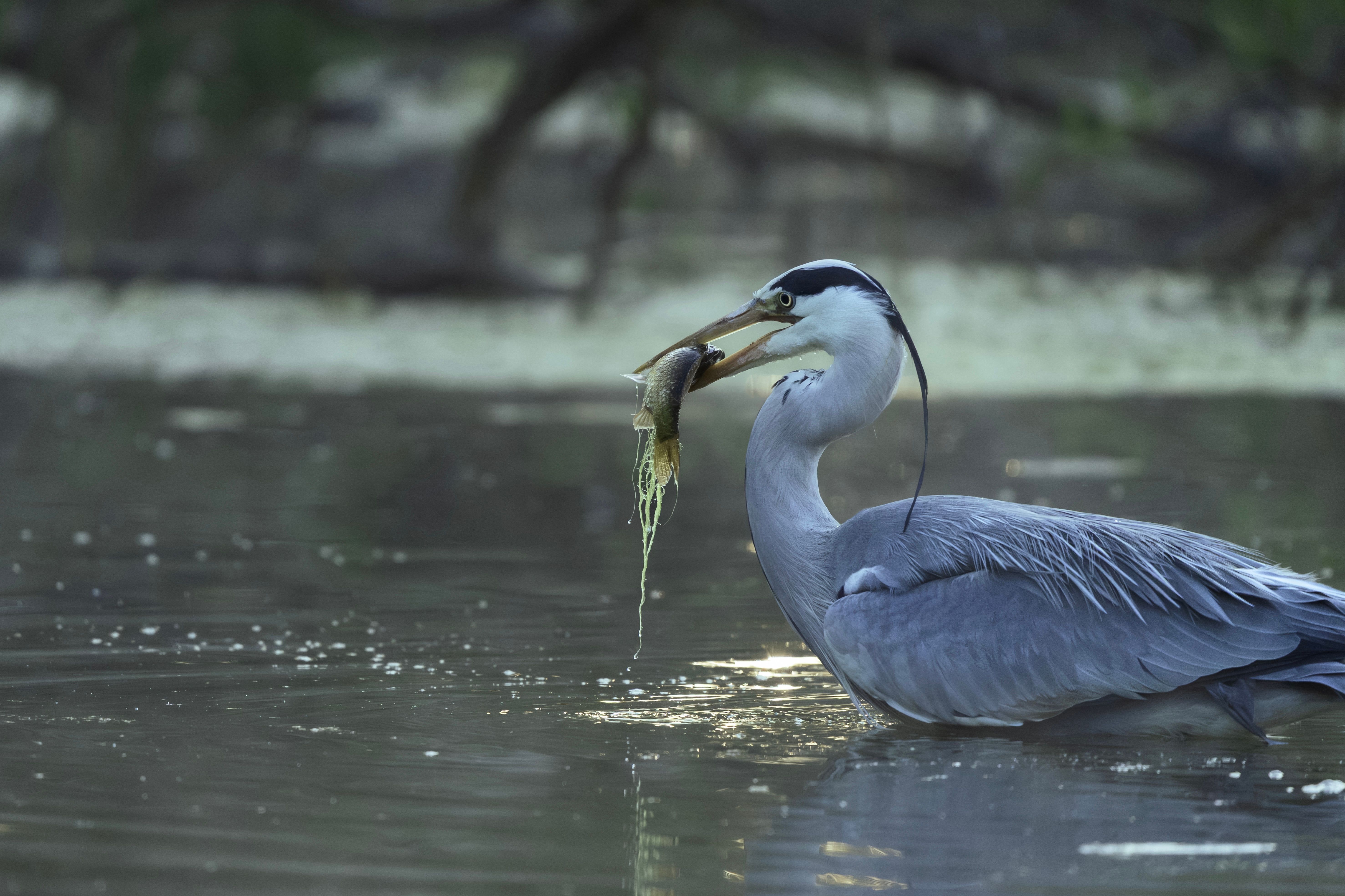 Heron With Fish Photos, Download The BEST Free Heron With Fish Stock ...