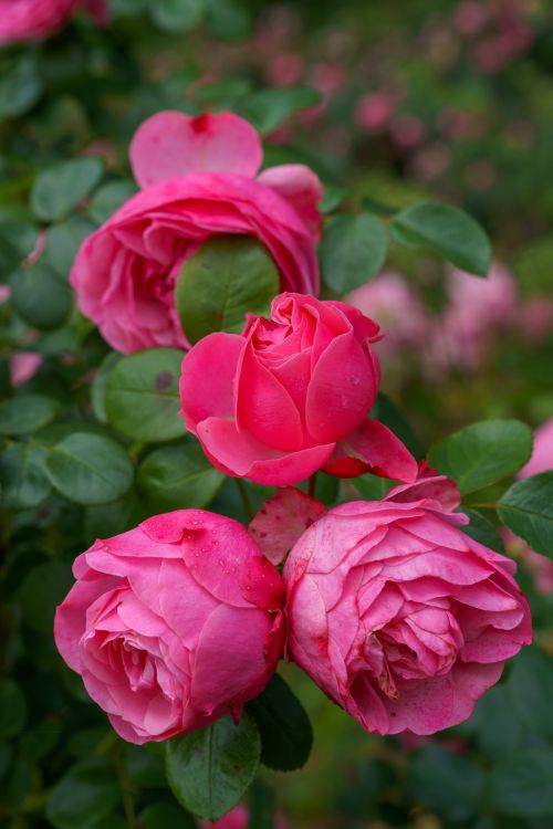 Free Close-up of vibrant pink roses blooming in a lush garden with green leaves. Stock Photo