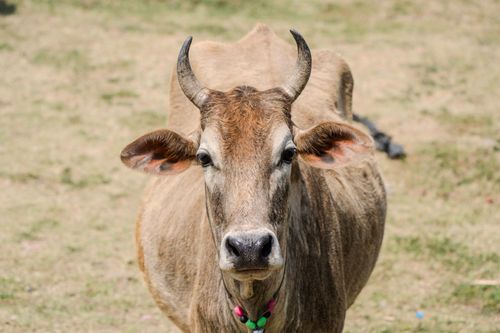 Free A detailed close-up of a brown cow standing in an open field, showcasing its horns and facial features. Stock Photo