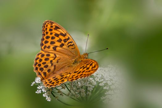 Close-up of a Silver-Washed Fritillary butterfly resting on a white flower with green blurred background.