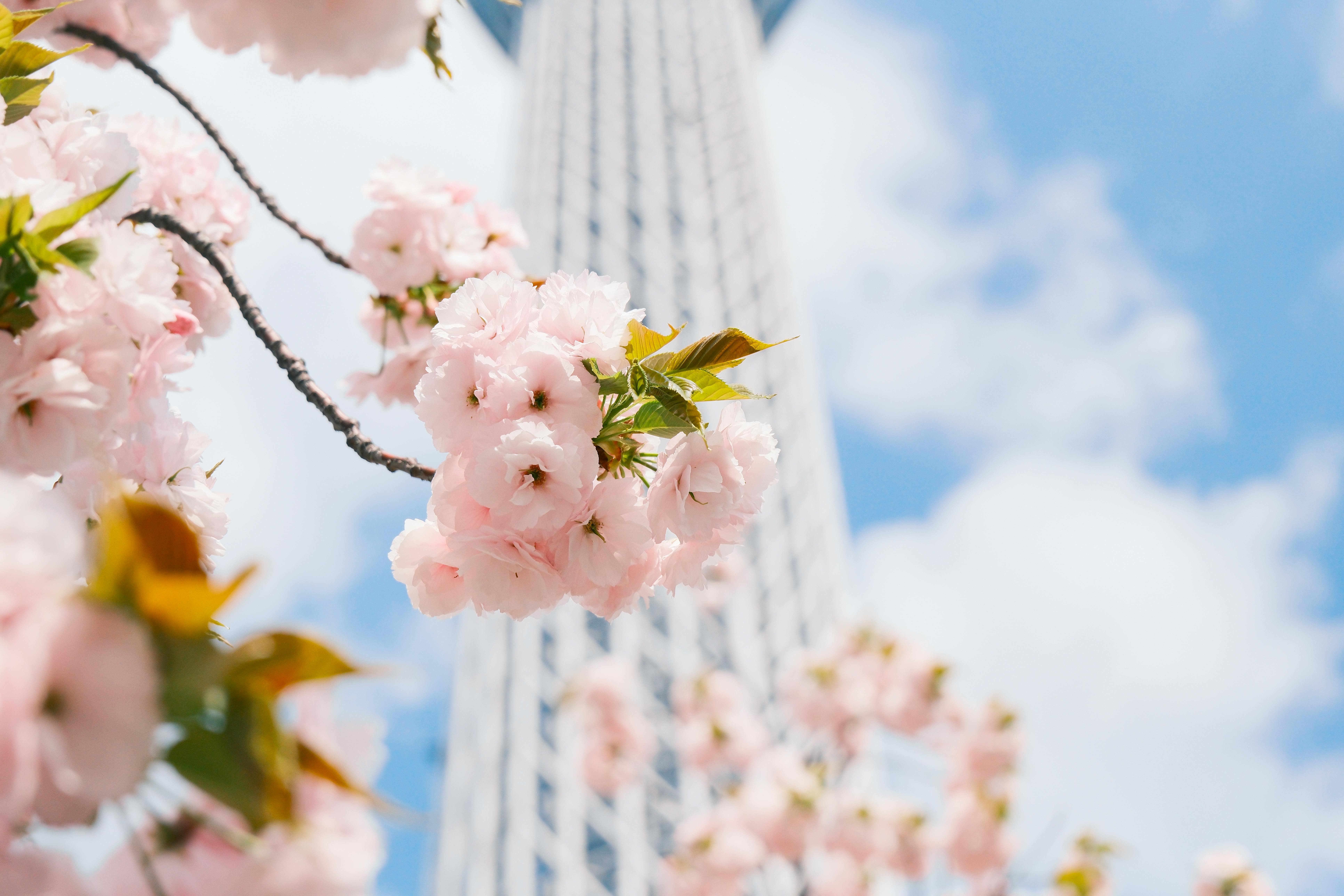 Tokyo Skytree with Cherry Blossoms in Spring · Free Stock Photo