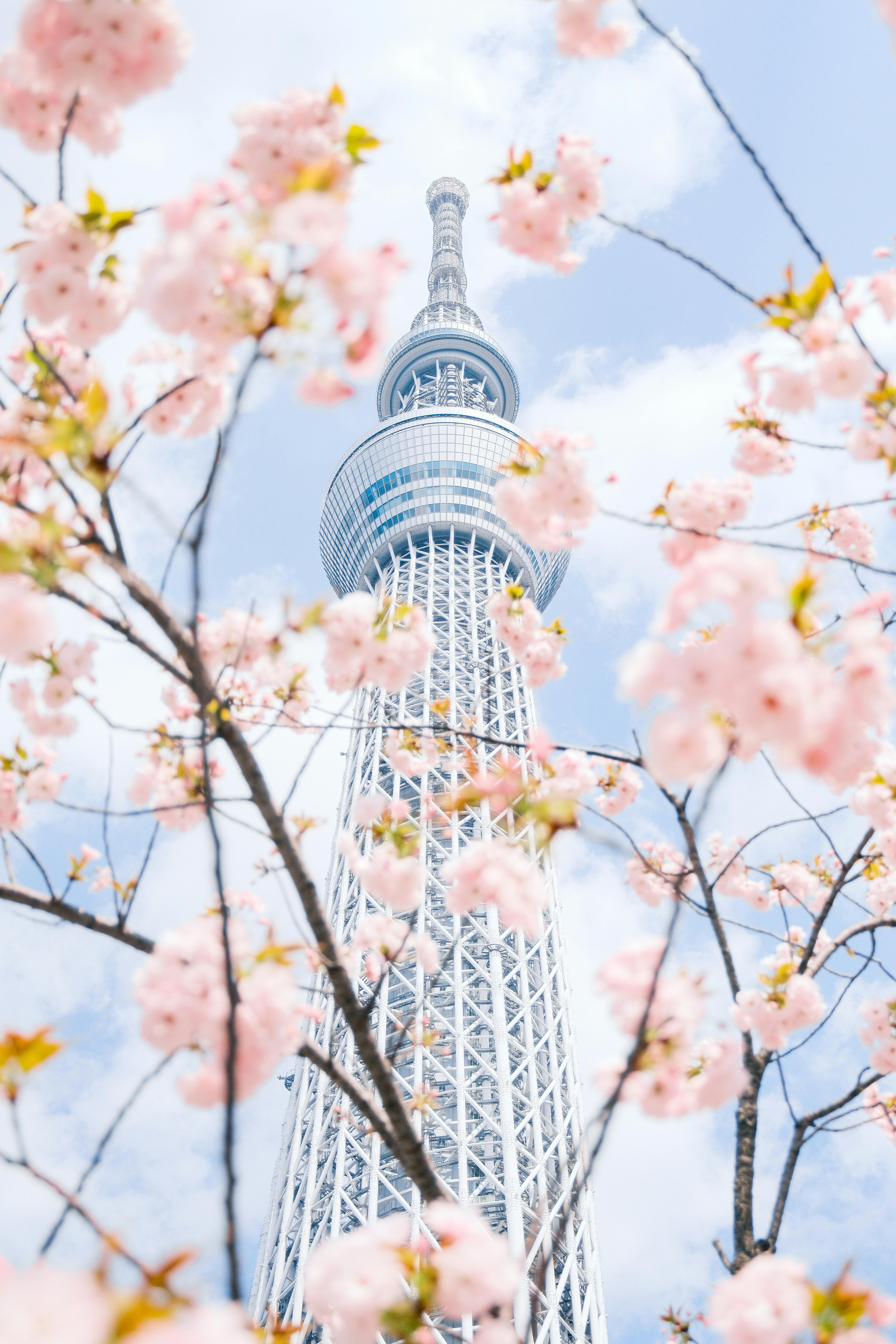 【大注目】 Picturesque scenery of blooming sakura growing near tall 着せ替え服・アウトフィット
