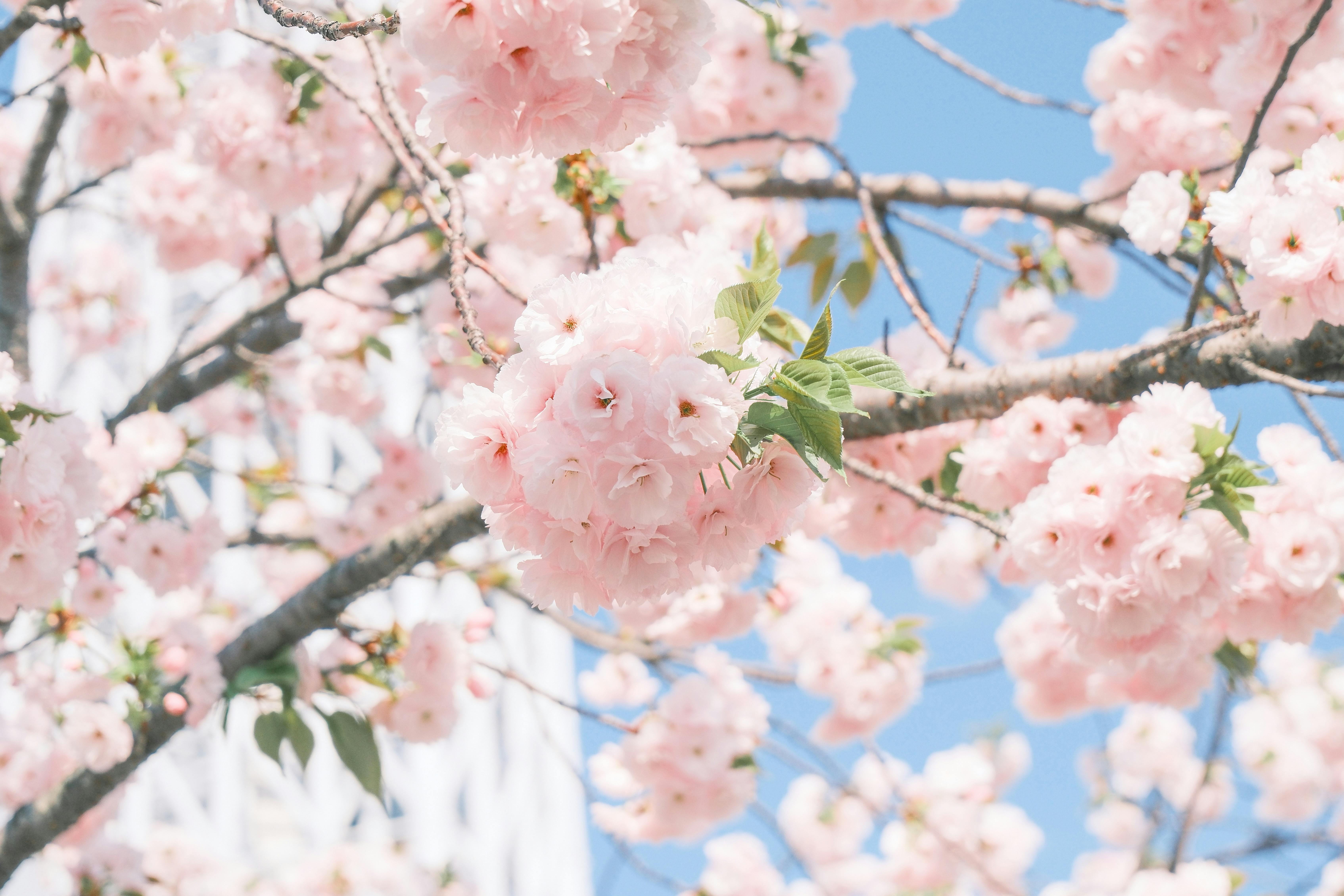 Airport transfers in Kanto