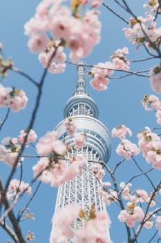 Tokyo Skytree framed by cherry blossoms against a clear blue sky, captured in Sumida City, Tokyo.