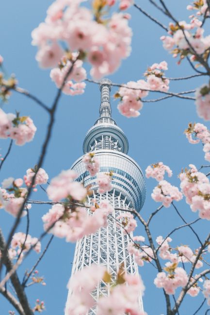 Tokyo Skytree framed by cherry blossoms against a clear blue sky, captured in Sumida City, Tokyo.