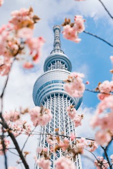A vibrant view of Tokyo Skytree surrounded by blossoming cherry branches in Sumida City, Tokyo, Japan.