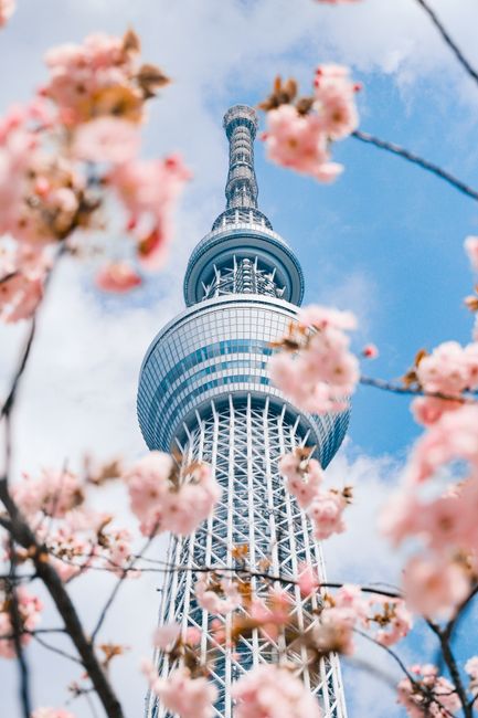A vibrant view of Tokyo Skytree surrounded by blossoming cherry branches in Sumida City, Tokyo, Japan.