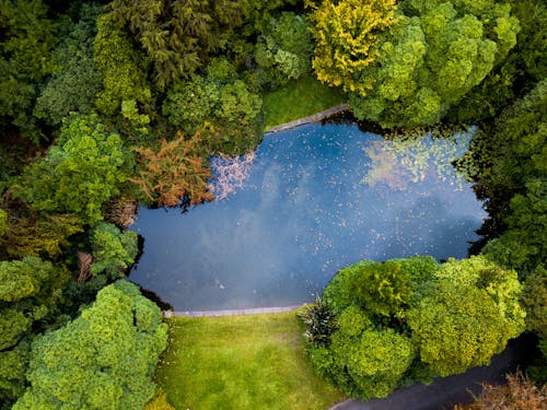 Základová fotografie zdarma na téma flóra, fotografie z dronu, letecká fotografie