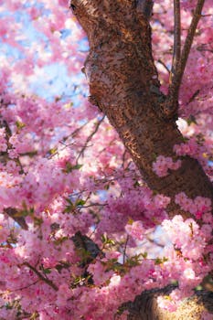 A beautiful cherry blossom tree in full bloom, capturing the essence of springtime in Bad Hersfeld, Germany.