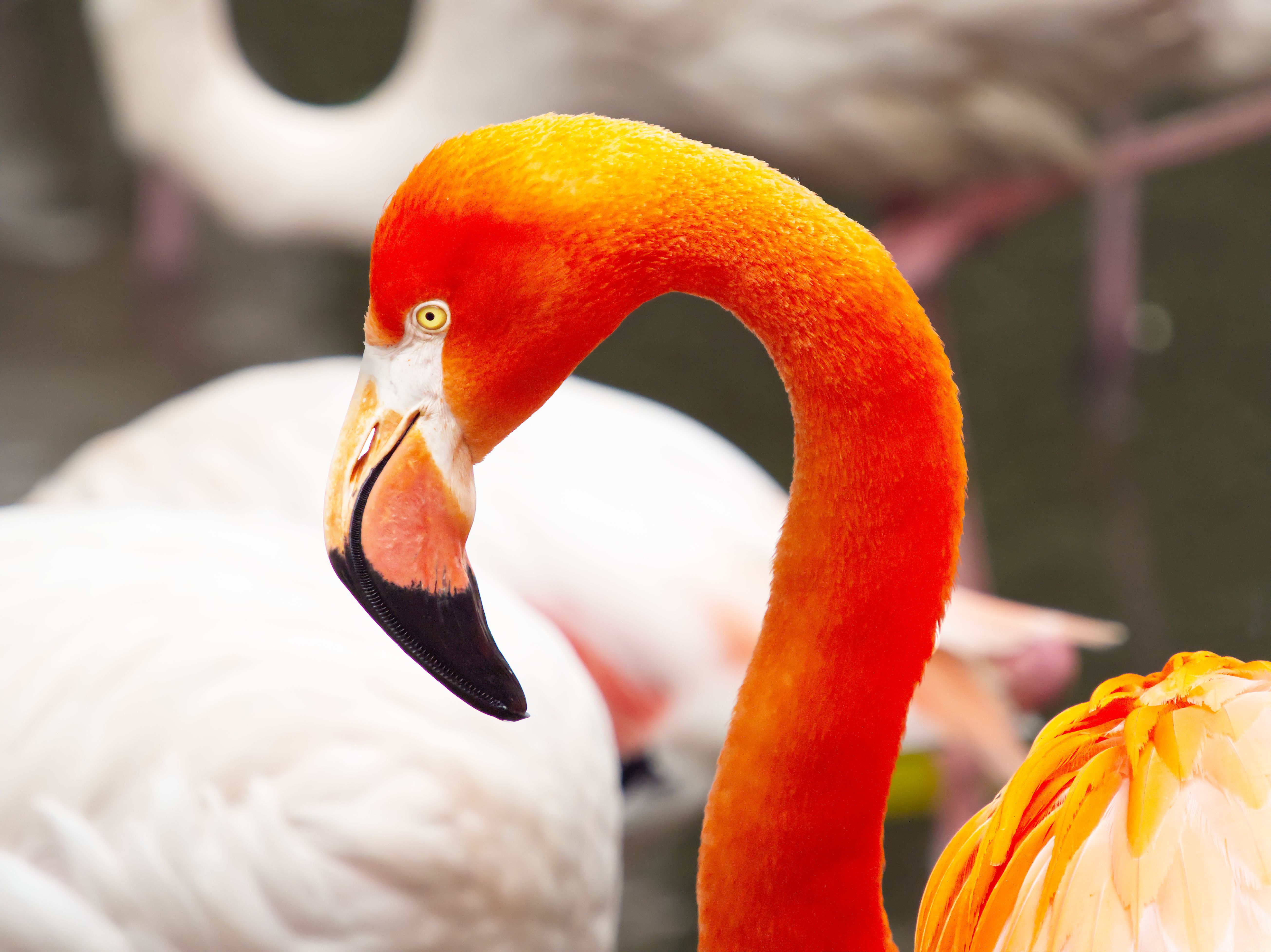 Vibrant Flamingo with Striking Pink Plumage · Free Stock Photo
