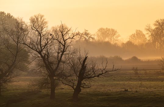 A tranquil misty morning landscape featuring bare trees and golden light, evoking peacefulness and natural beauty.