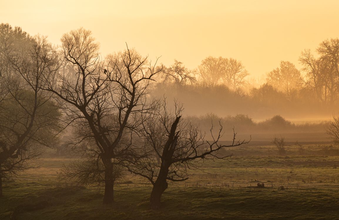Serene Misty Morning Landscape with Bare Trees · Free Stock Photo