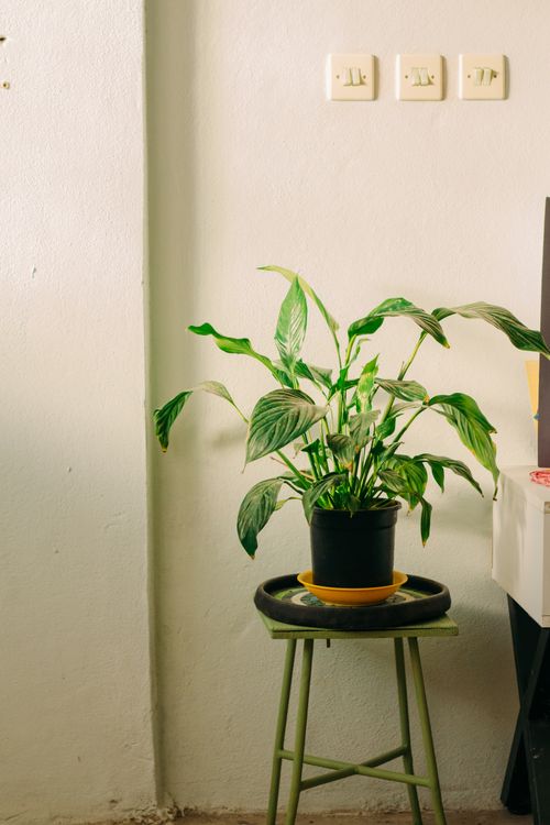 Free Potted Peace Lily plant on a green stool indoors against a neutral wall. Stock Photo