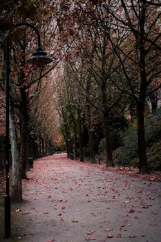 比利时鲁汶宁静的秋天，小径两旁树木林立，落叶满地