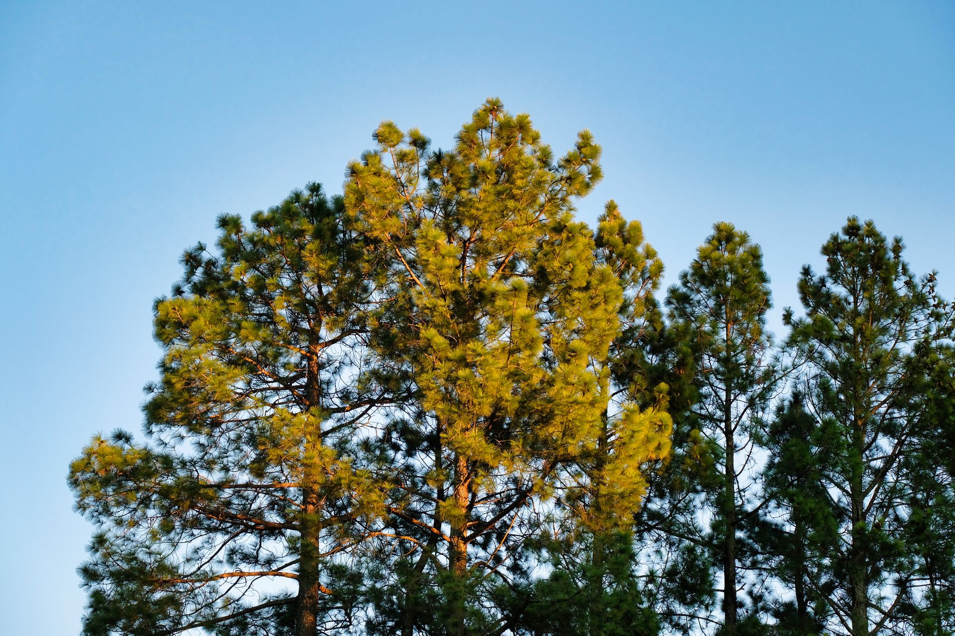 Tall pine trees illuminated by sunlight under a clear blue sky, creating a serene and natural scene.