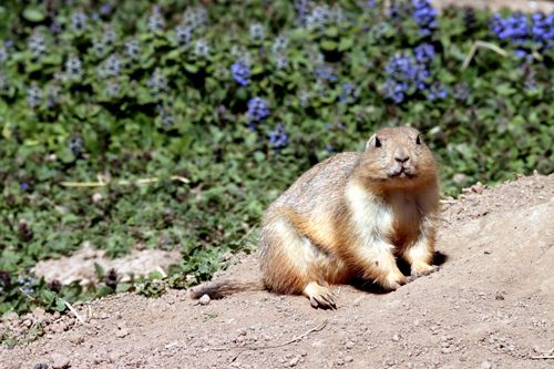 Free A prairie dog sits on dirt in a field of blooming wildflowers under sunlight, showcasing its natural habitat. Stock Photo