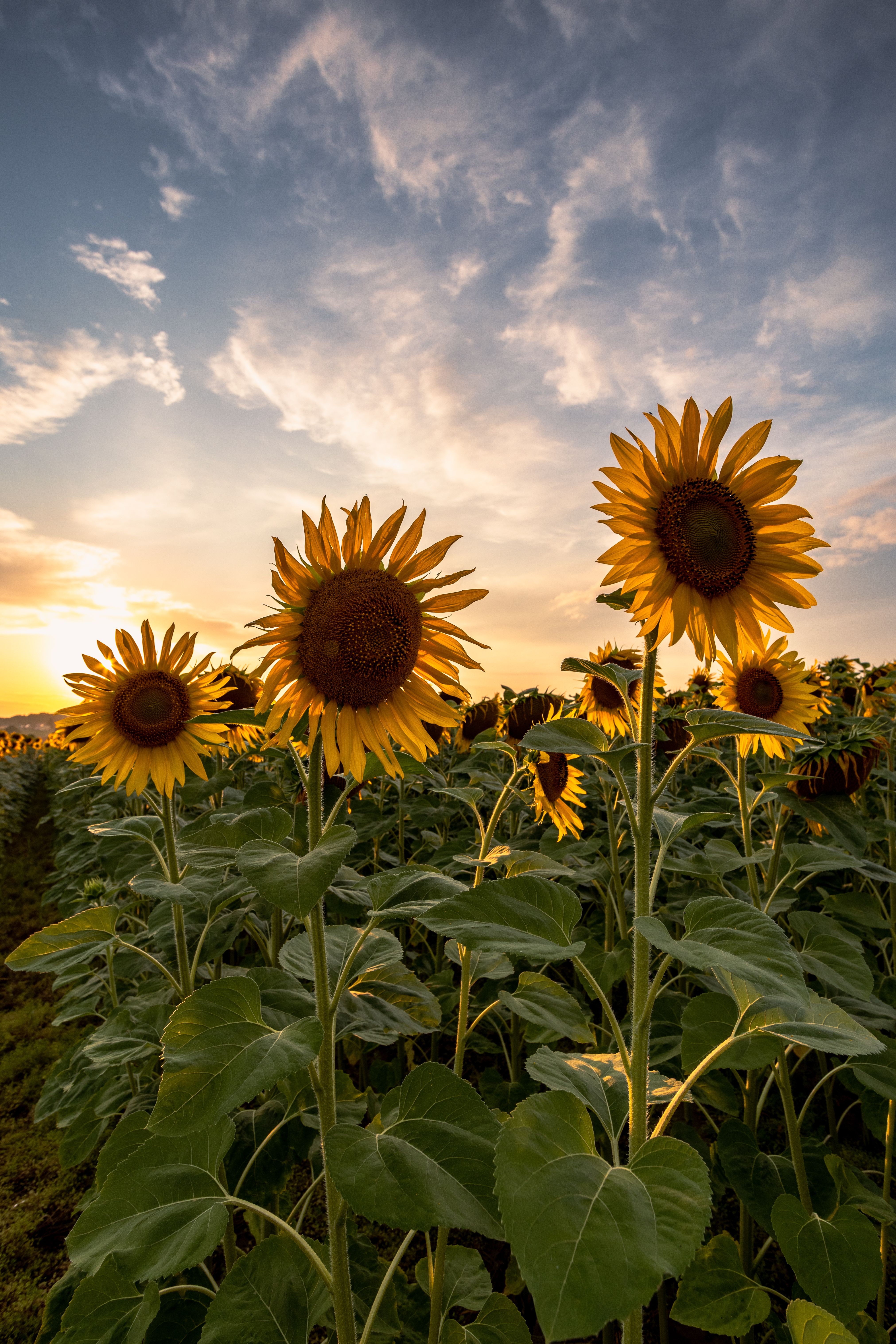 A serene sunflower field under a beautiful sunset sky, capturing the warmth of summer.
