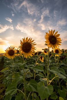A serene sunflower field under a beautiful sunset sky, capturing the warmth of summer.