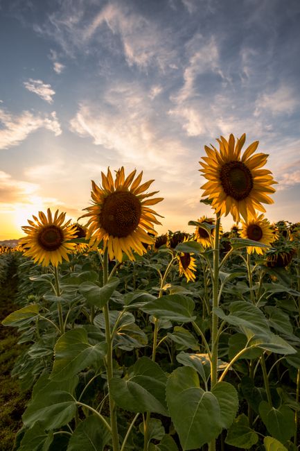 A serene sunflower field under a beautiful sunset sky, capturing the warmth of summer.