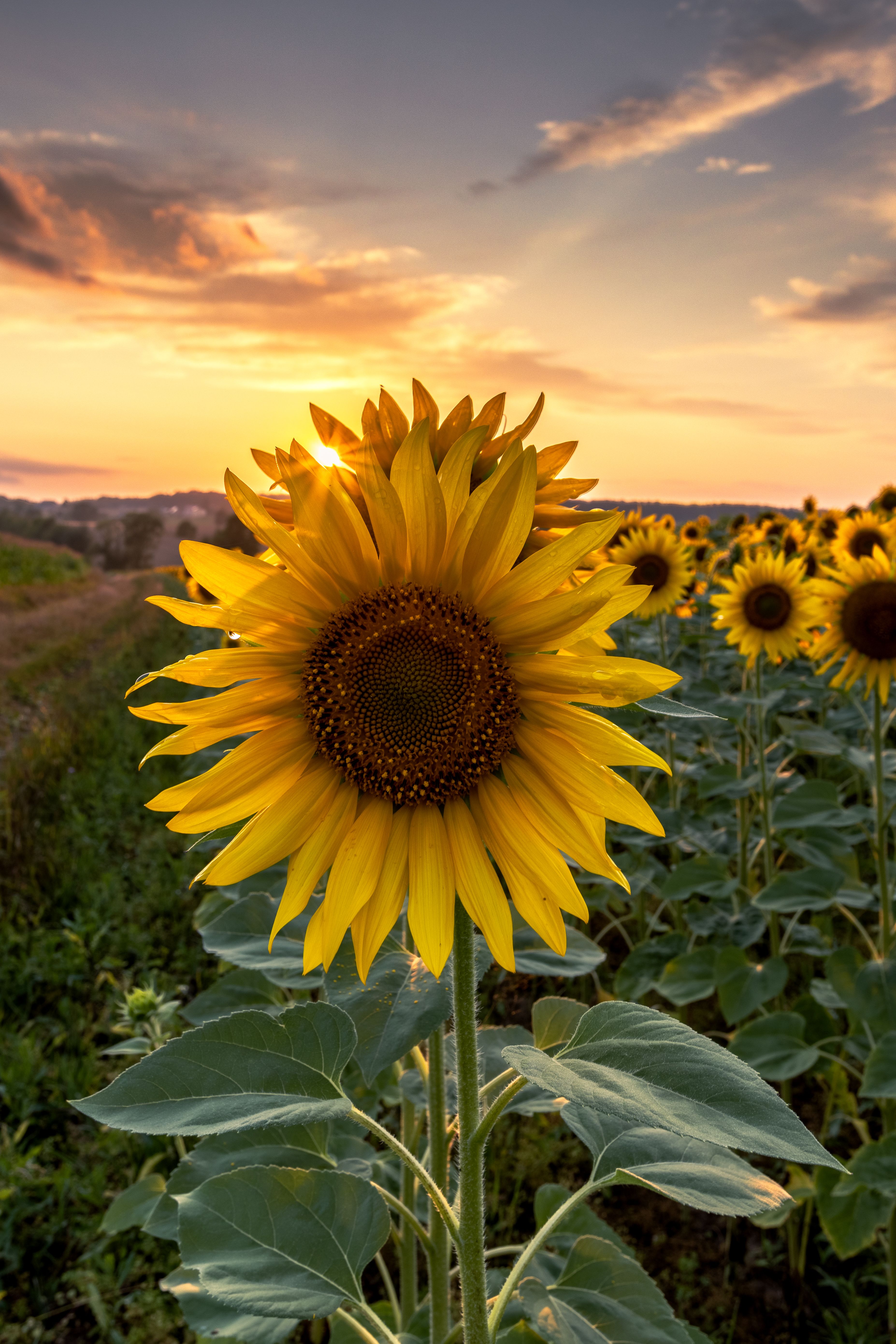 View of a Sunflower Field at Sunset · Free Stock Photo