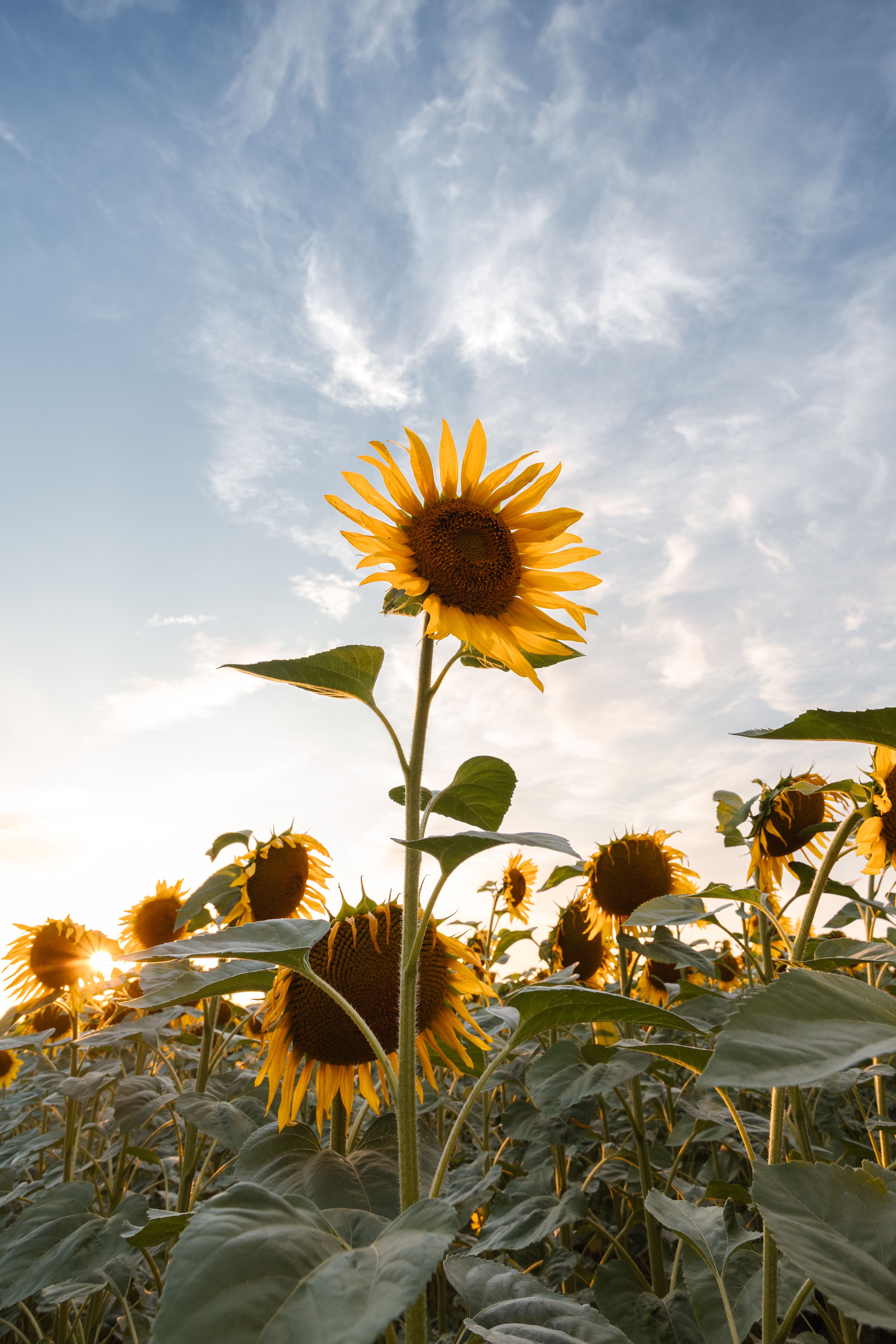 Sunflower Field at Sunset Under a Clear Sky · Free Stock Photo