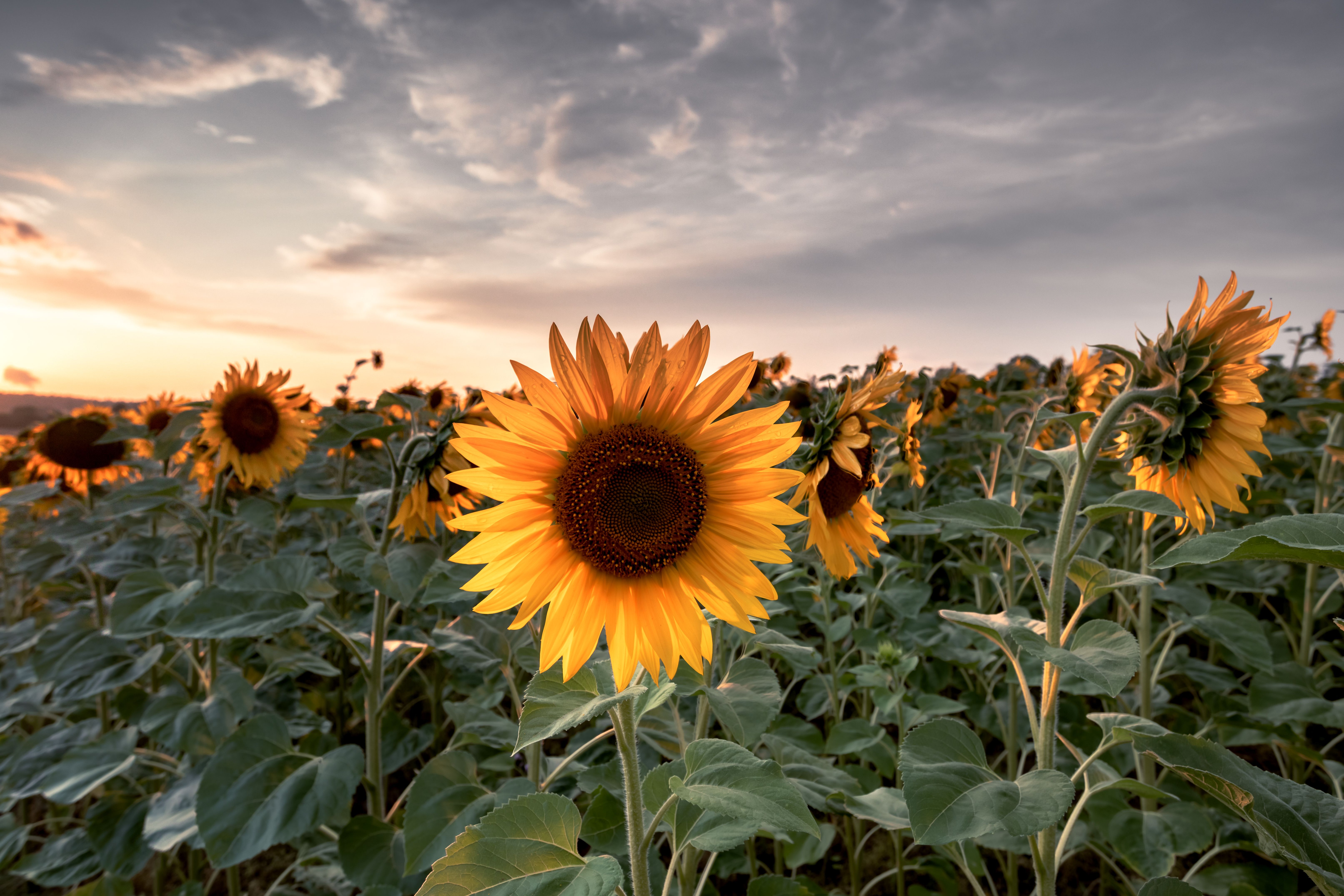 View of a Sunflower Field at Sunset · Free Stock Photo