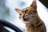 一只好奇的虎斑猫的特写，绿色的眼睛专注地盯着它的脸和胡须