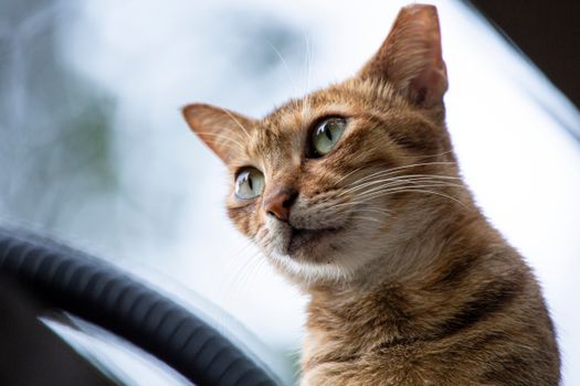 一只好奇的虎斑猫的特写，绿色的眼睛专注地盯着它的脸和胡须