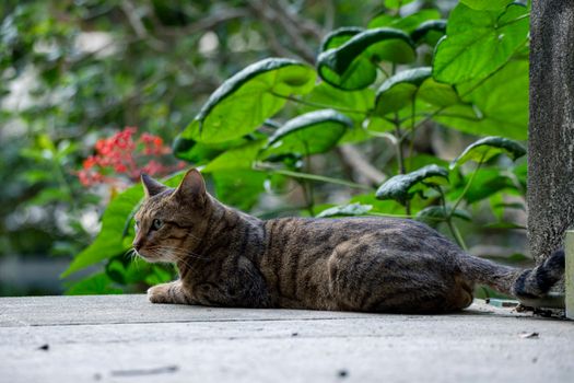 一只虎斑猫躺在宁静户外郁郁葱葱的绿植间的混凝土表面上