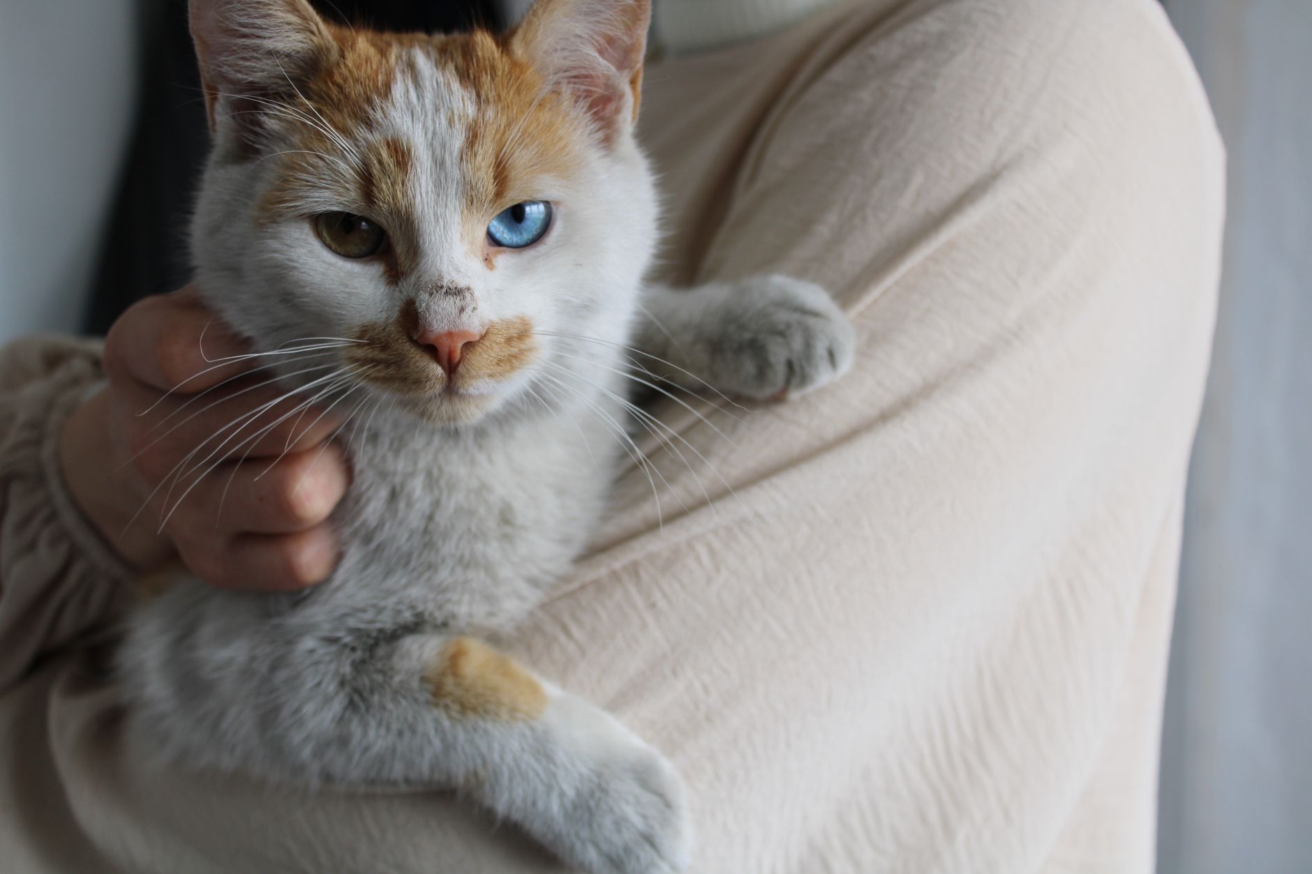 Kedi Sahiplenme Rehberi: Sorumlu Sahiplenmenin Önemi