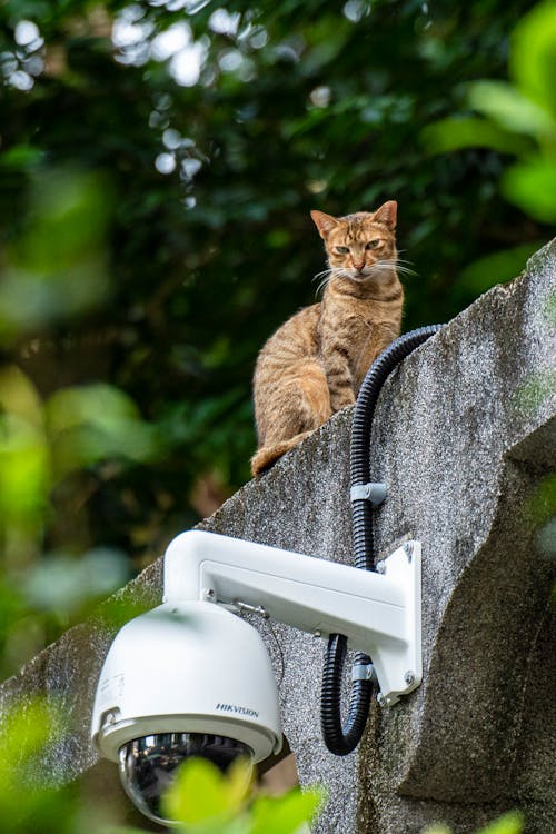 Imagine de stoc gratuită din adâncime de câmp, animal, blană