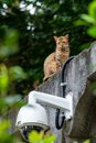 一只虎斑猫栖息在混凝土墙上，旁边是一个圆顶闭路电视摄像机