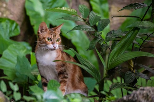 緑の葉の植物の横に座っている三毛猫ねこネコ