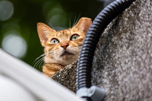 Free Orange Tabby Cat'in Sığ Odak Fotoğrafı Stock Photo