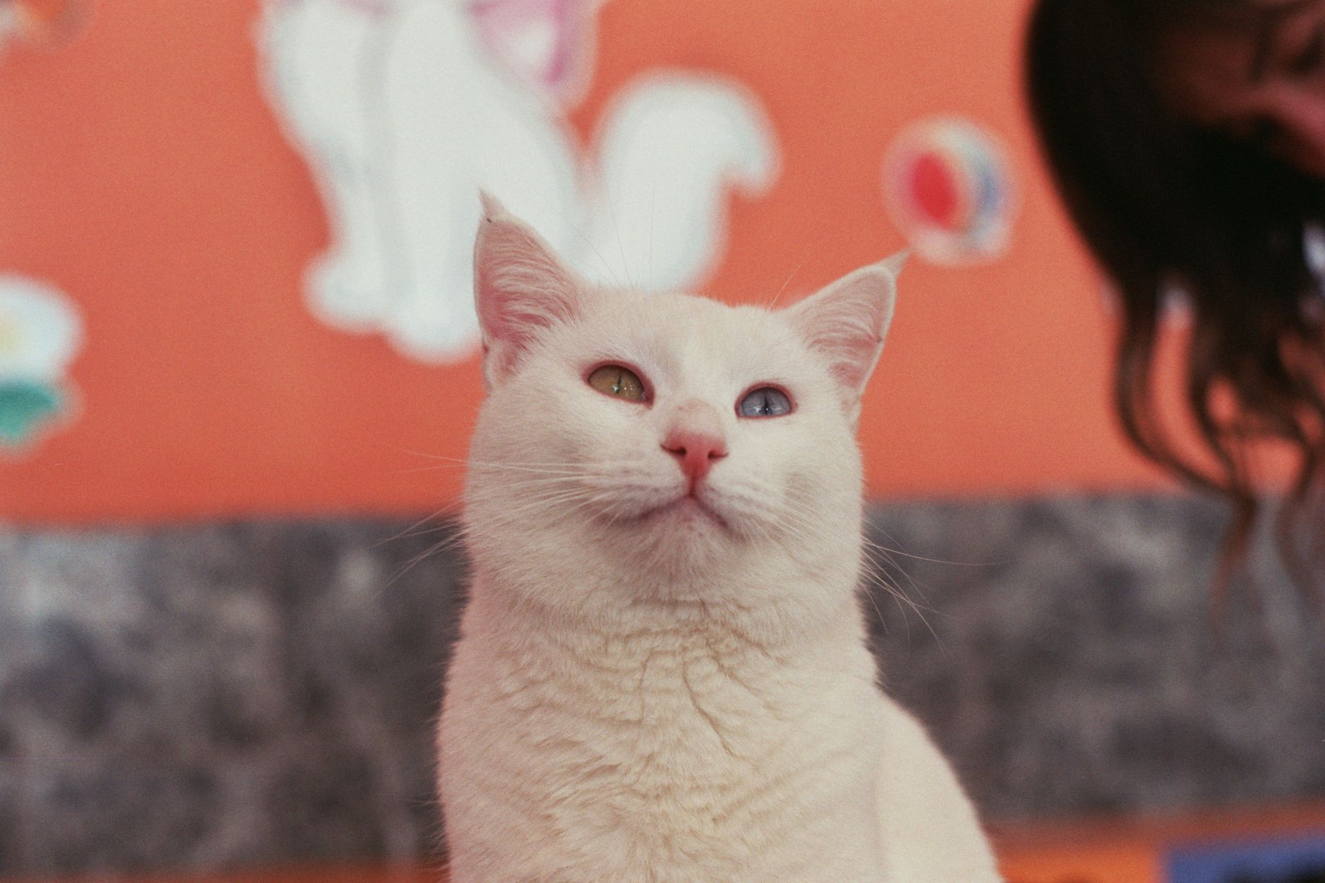 Veterinary care for a cat