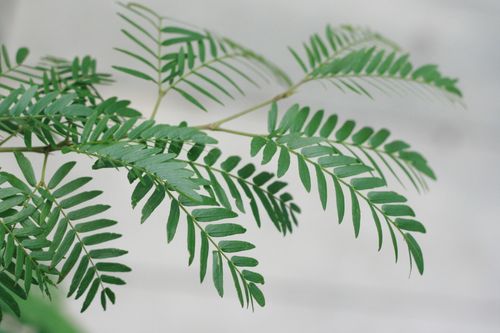 Free Detailed photograph showcasing the vibrant green leaves of a fern, perfect for nature themes. Stock Photo