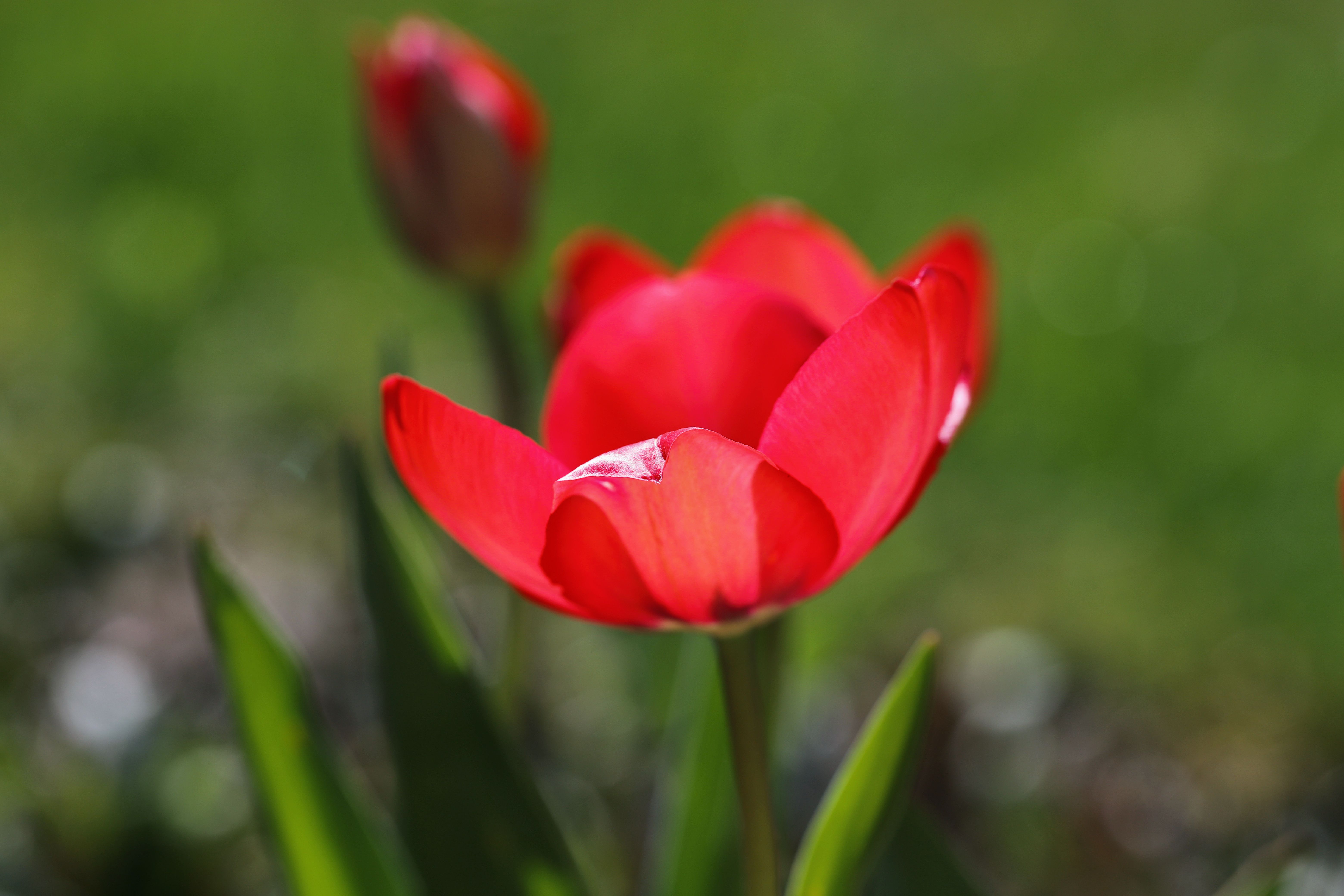 Vibrant Red Tulip in Bloom at Springtime · Free Stock Photo
