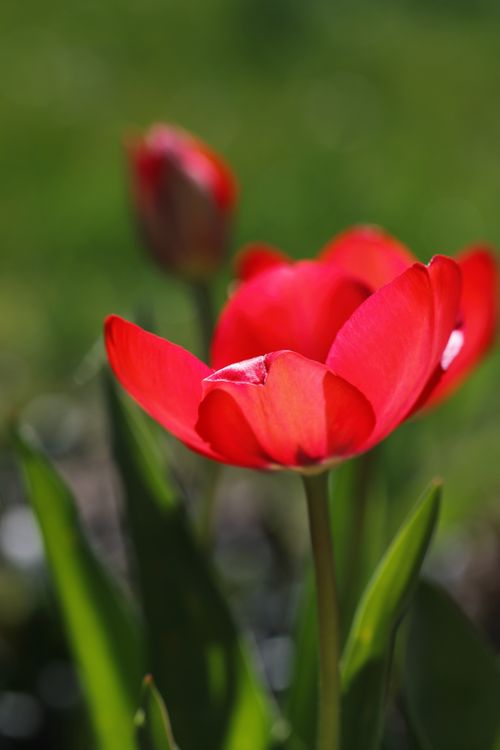 Free Close-up of a vibrant red tulip blooming in a lush green garden during springtime. Stock Photo