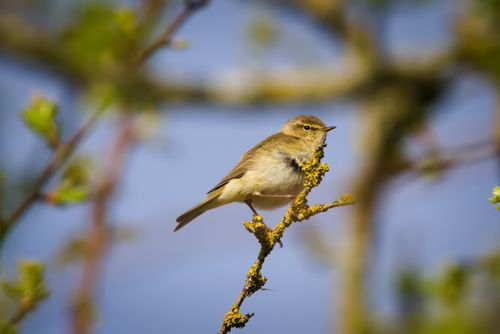 Free Chiffchaff bird sitting on a mossy branch in a natural setting. Stock Photo