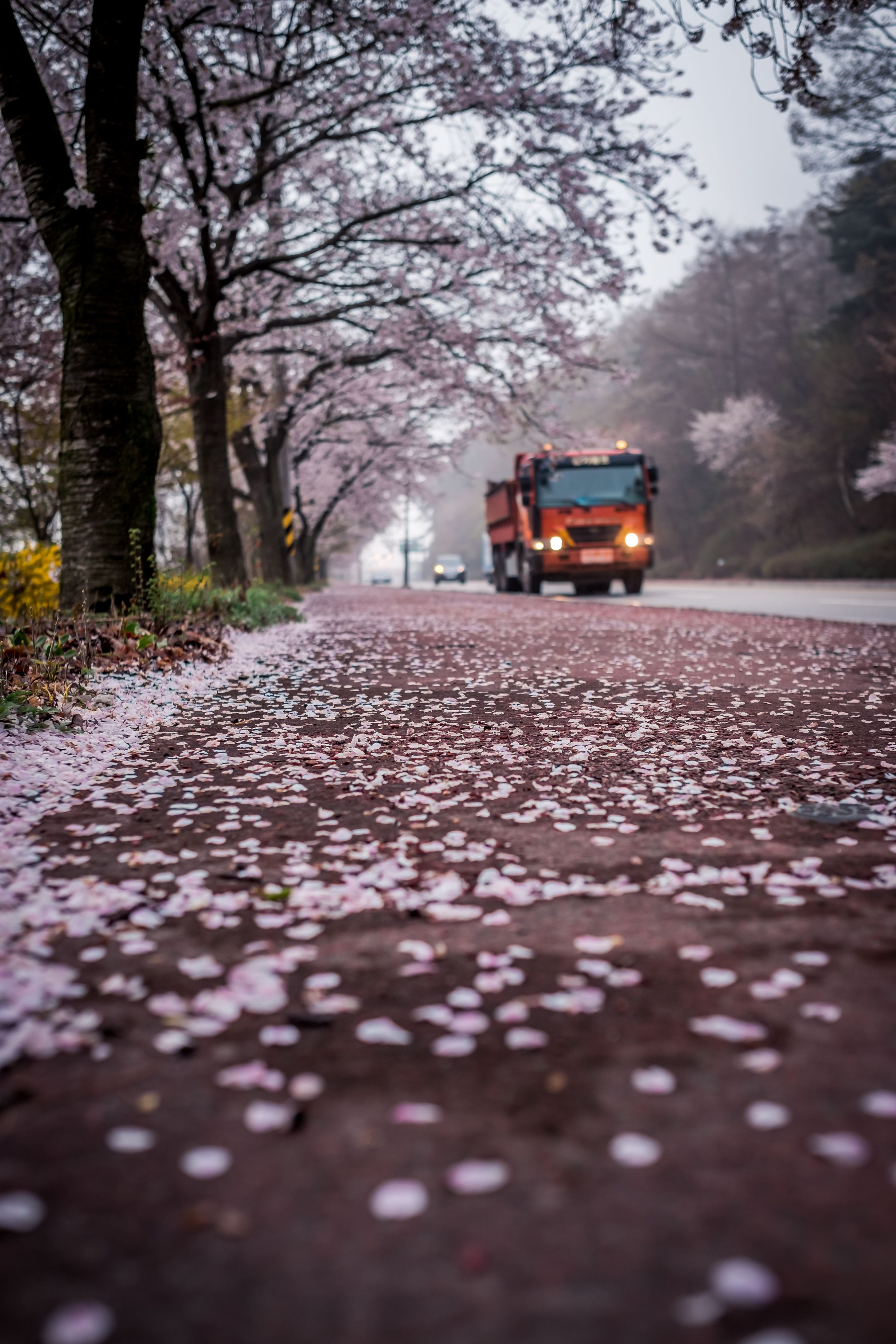 Jalan penuh cherry blossom sebagai referensi prediksi sakura Korea 2027 di wilayah selatan
