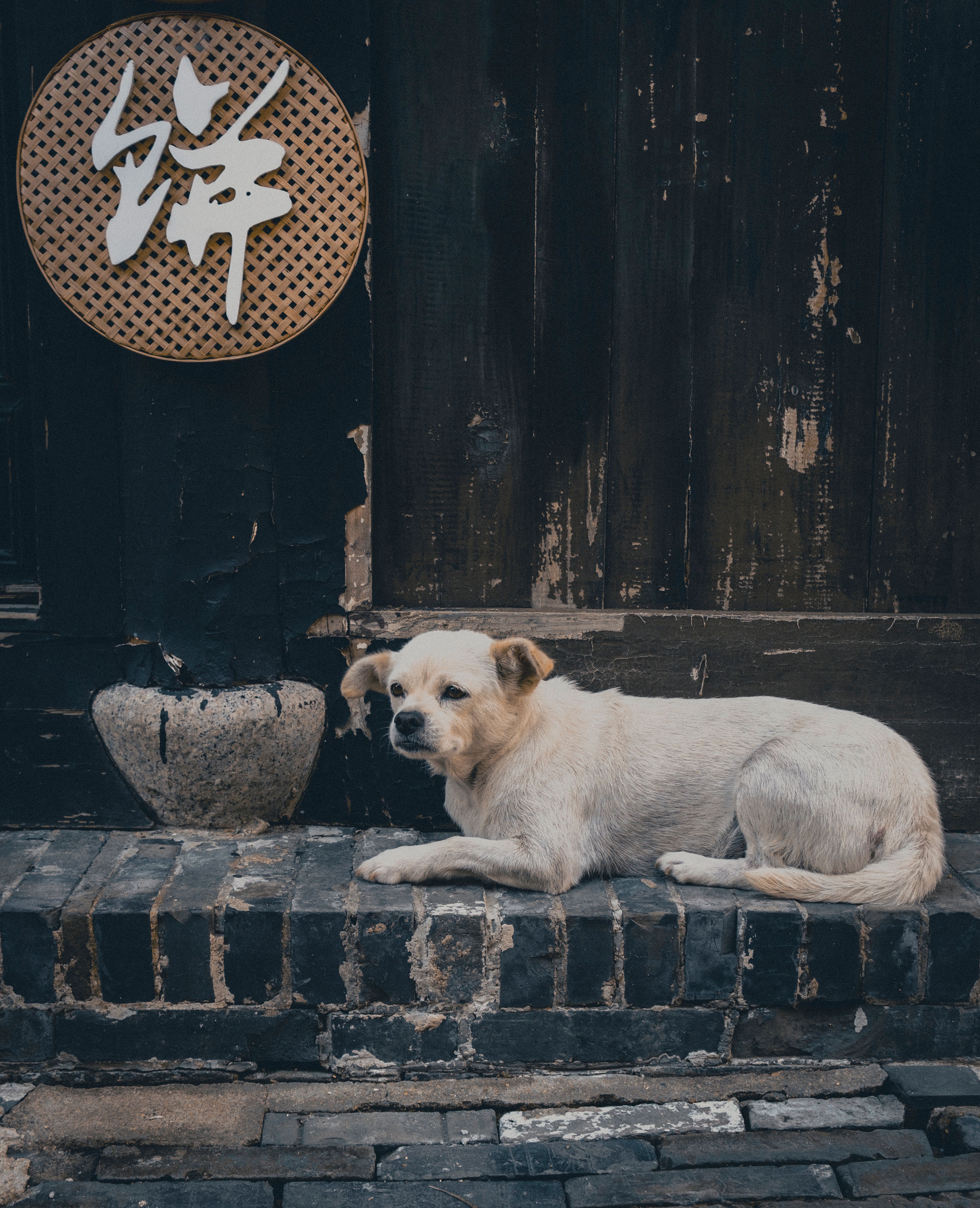 Dog Wang Wang Ignites Animal Protection Movement in China
