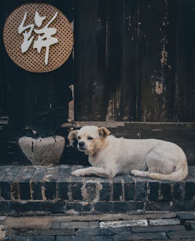 A serene street scene in Yancheng, Jiangsu with a dog resting by an old wooden door.