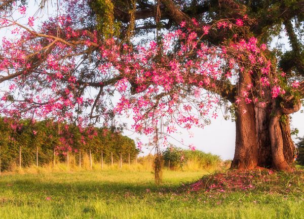 Paineira-rosa florida em campo no Brasil