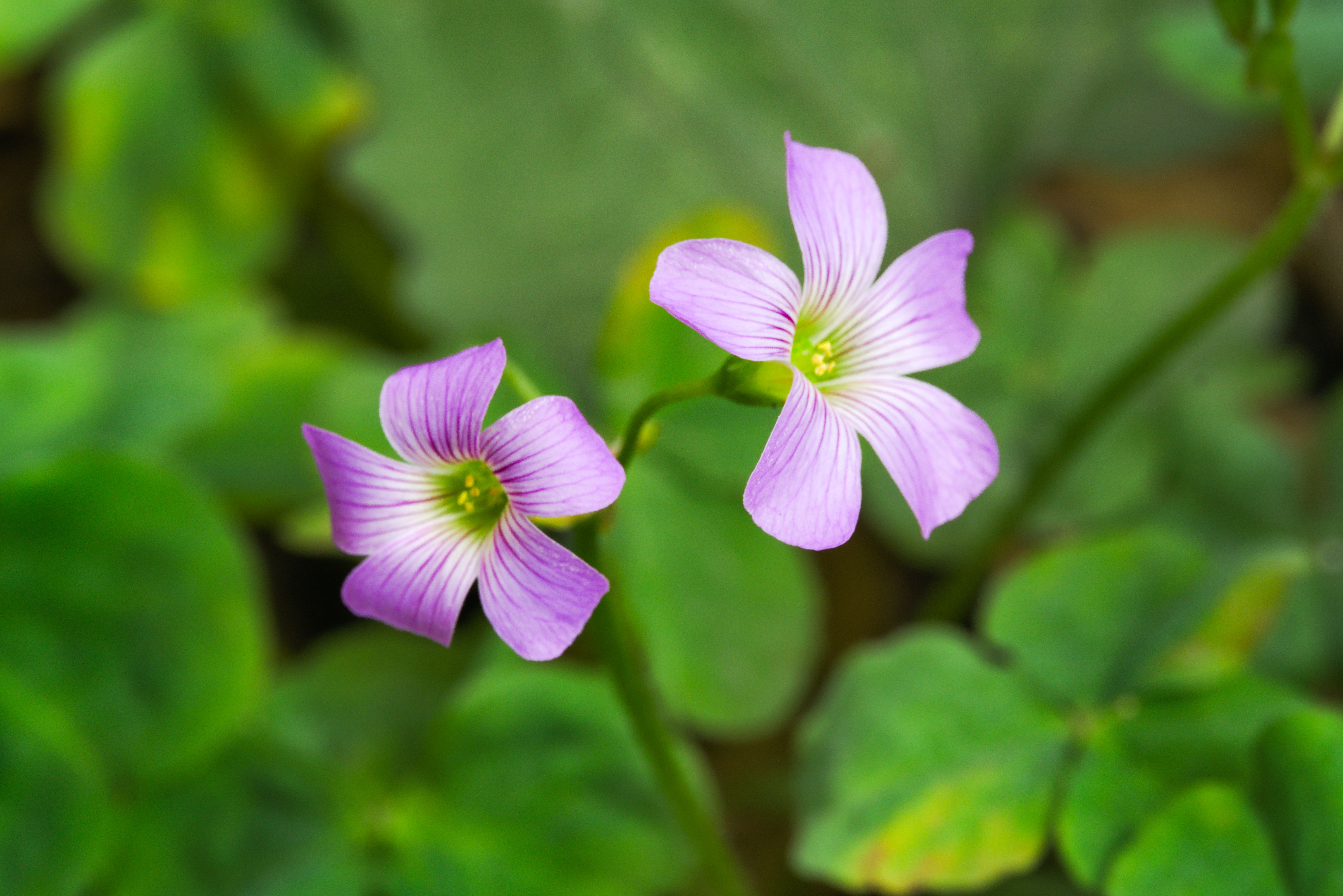 Horse Sorrel Plant Profile